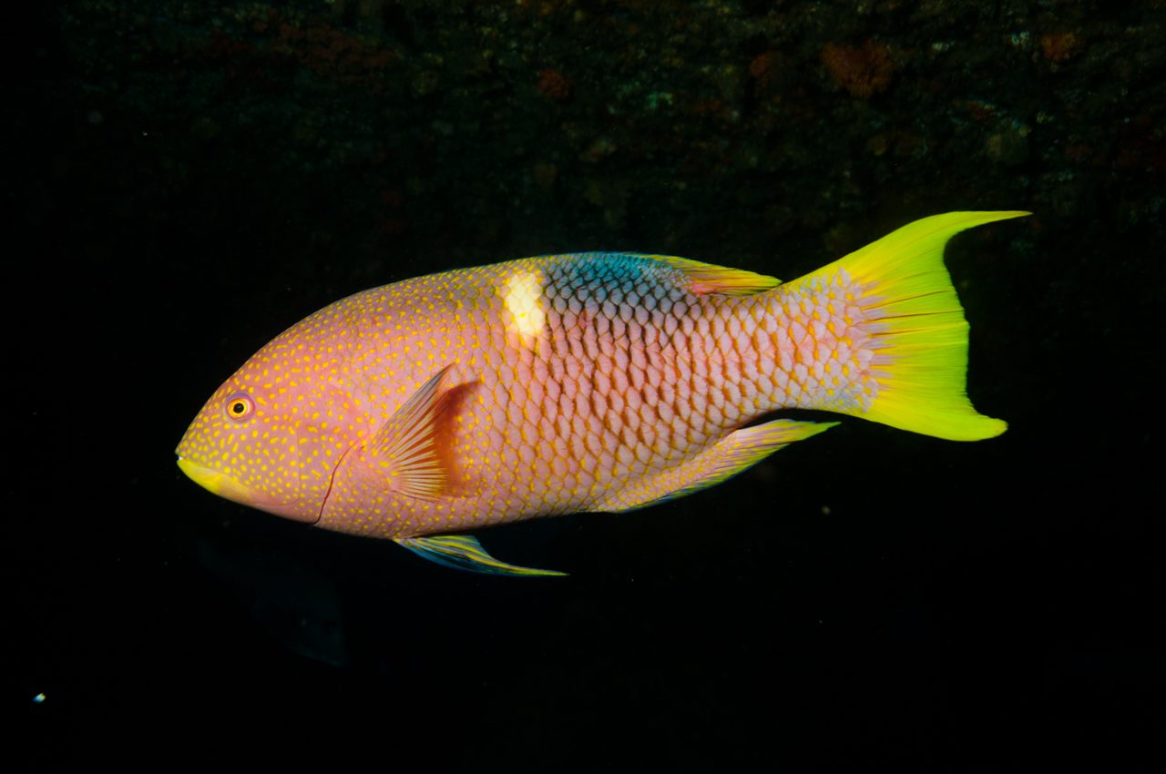 Golden-spot Hogfish