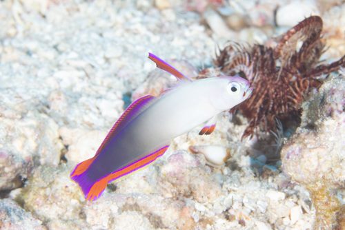Exquisite Firefish