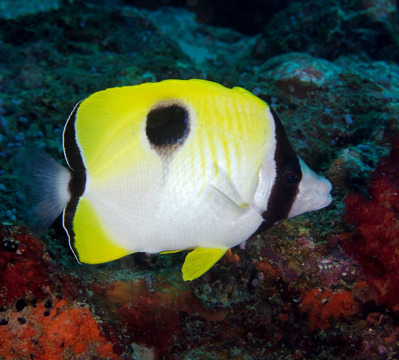 Teardrop Butterflyfish