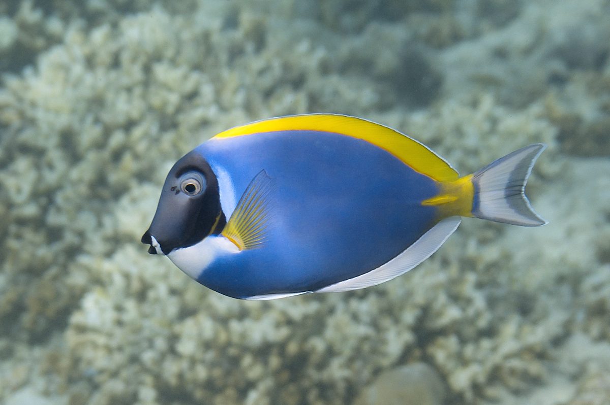 Mimic Half Black Tang