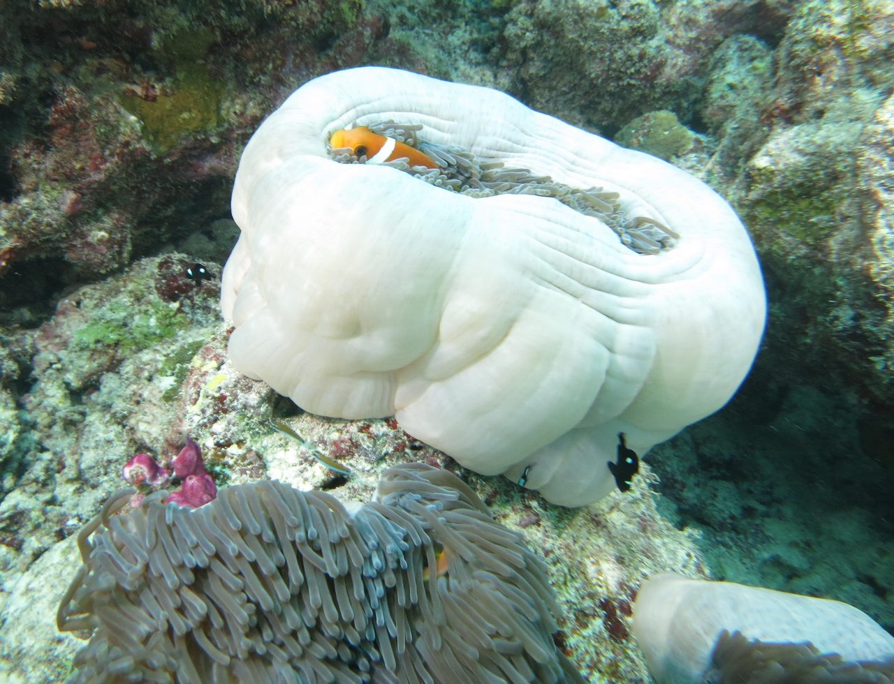 Biota Captive-Bred Blue Striped Clownfish