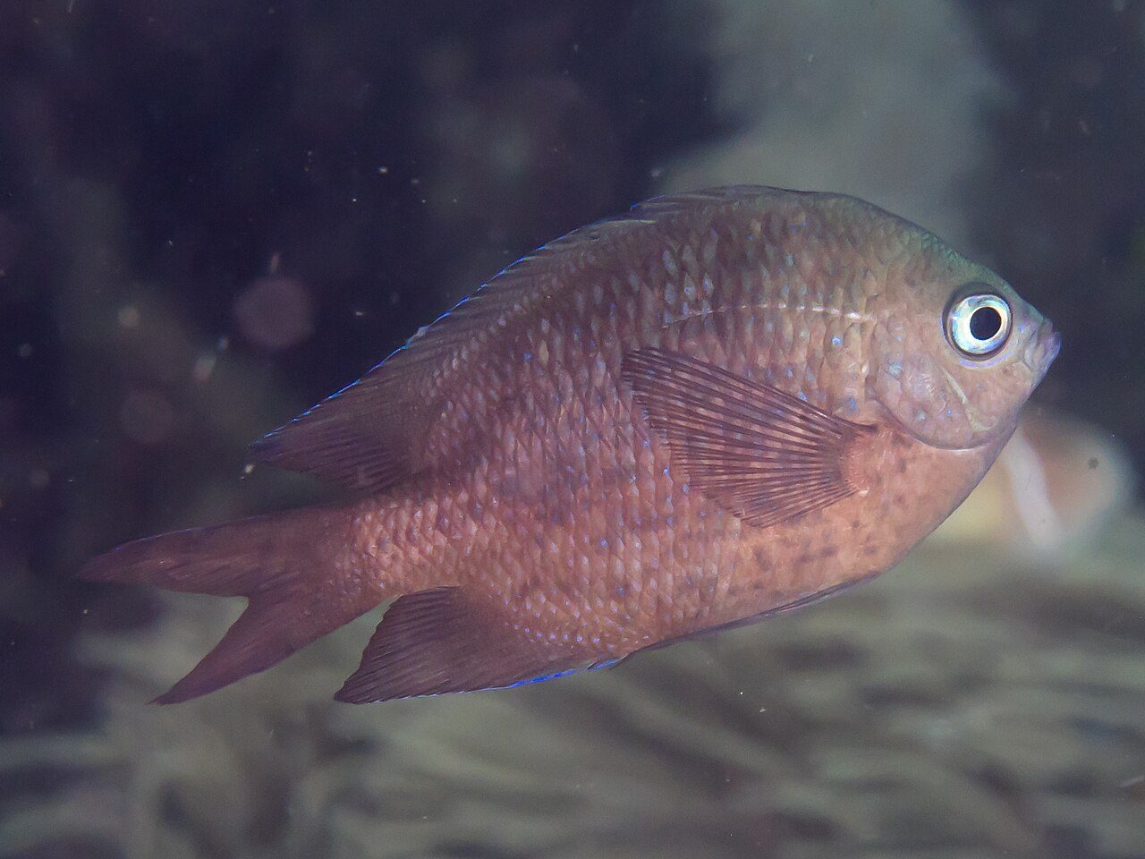 Orange Line Chromis