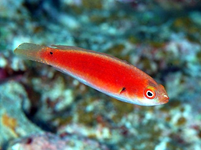 Katherine's Fairy Wrasse