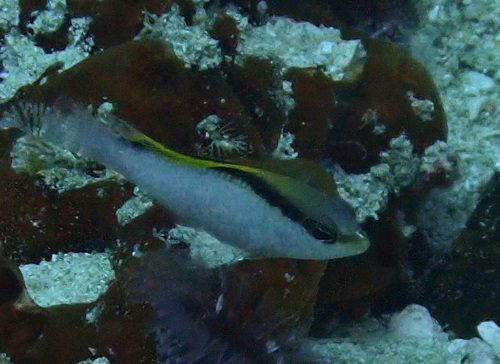 Jace's Dottyback