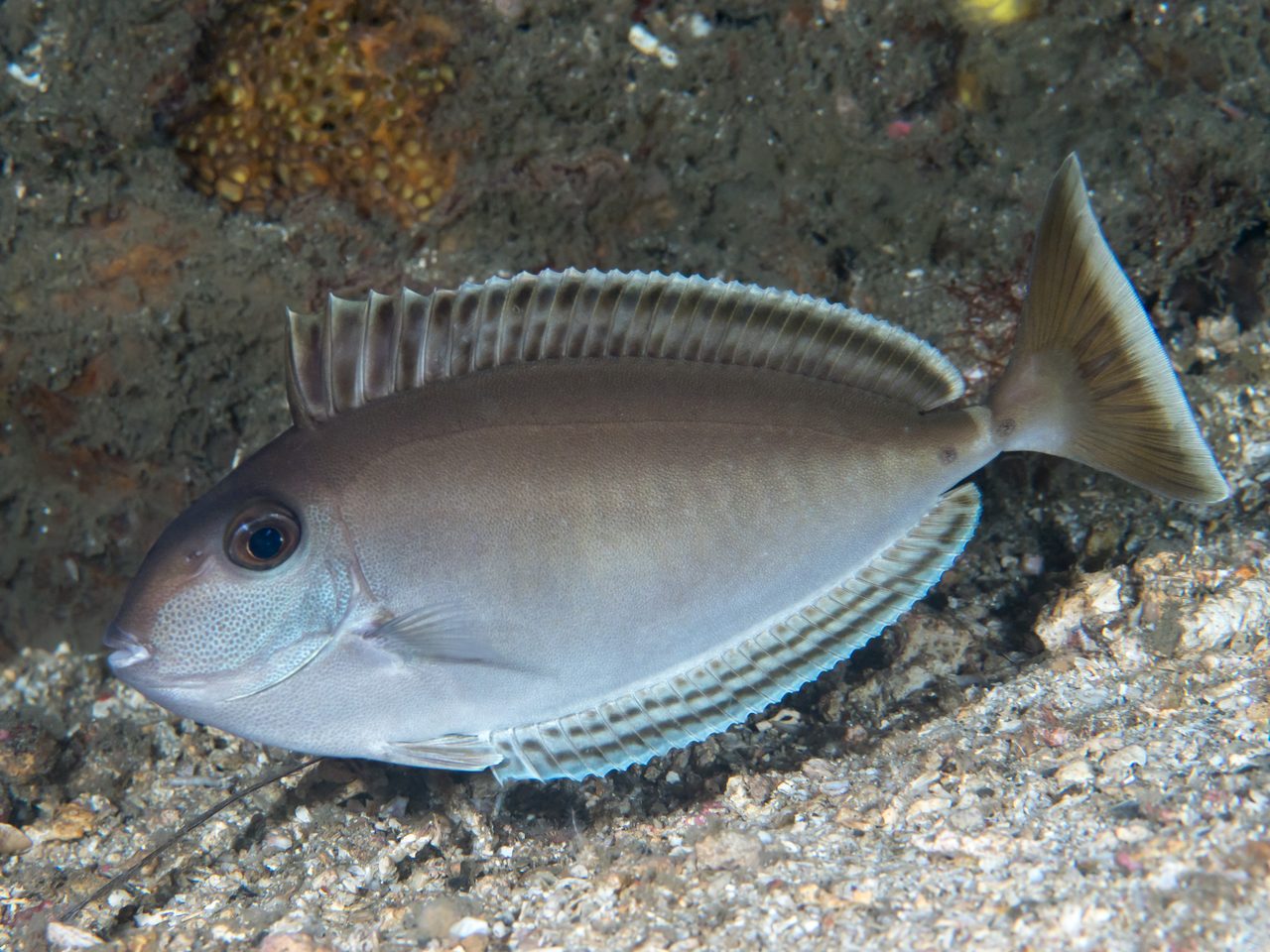 Elongate Unicornfish