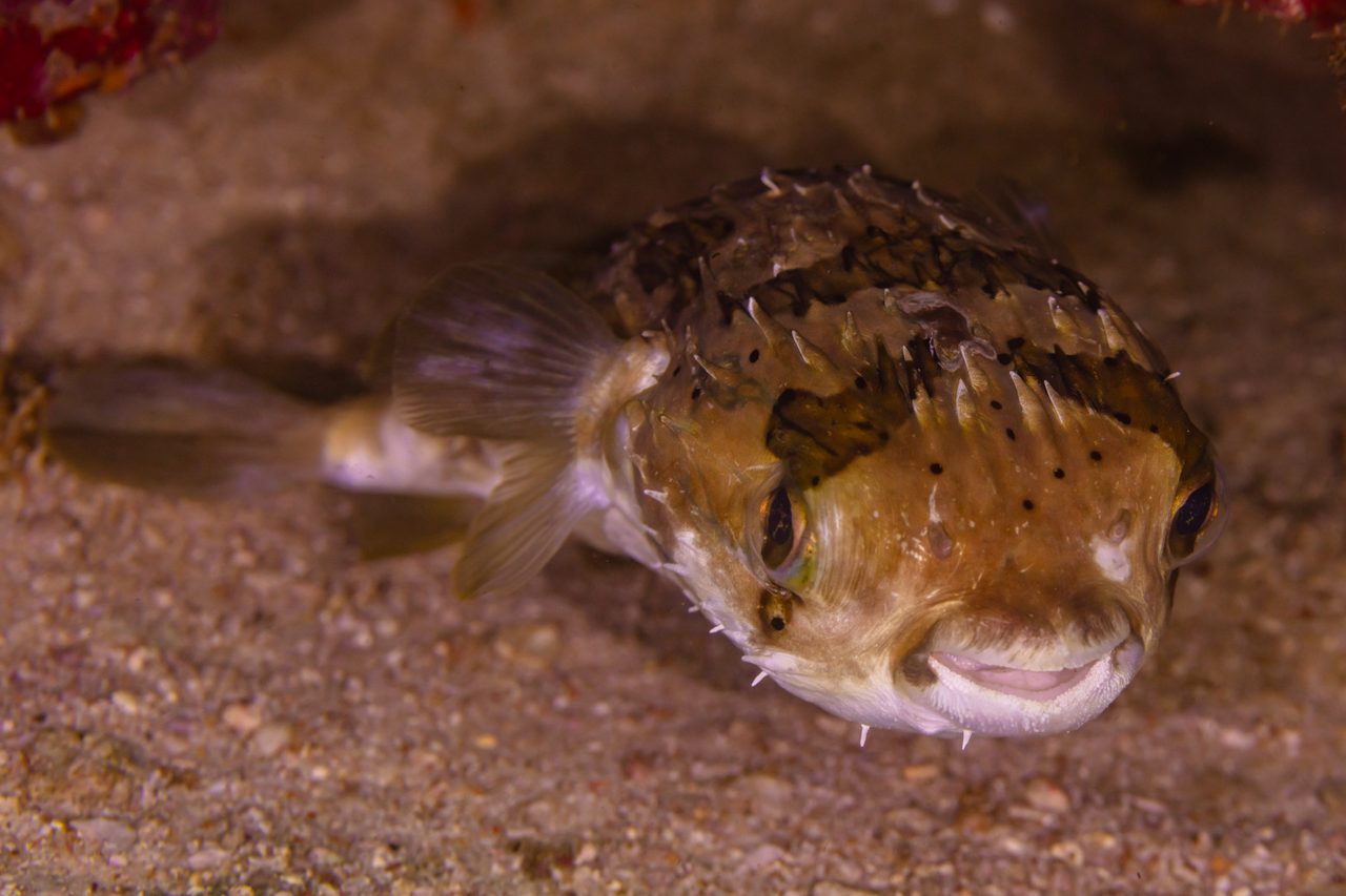 Porcupine Puffer