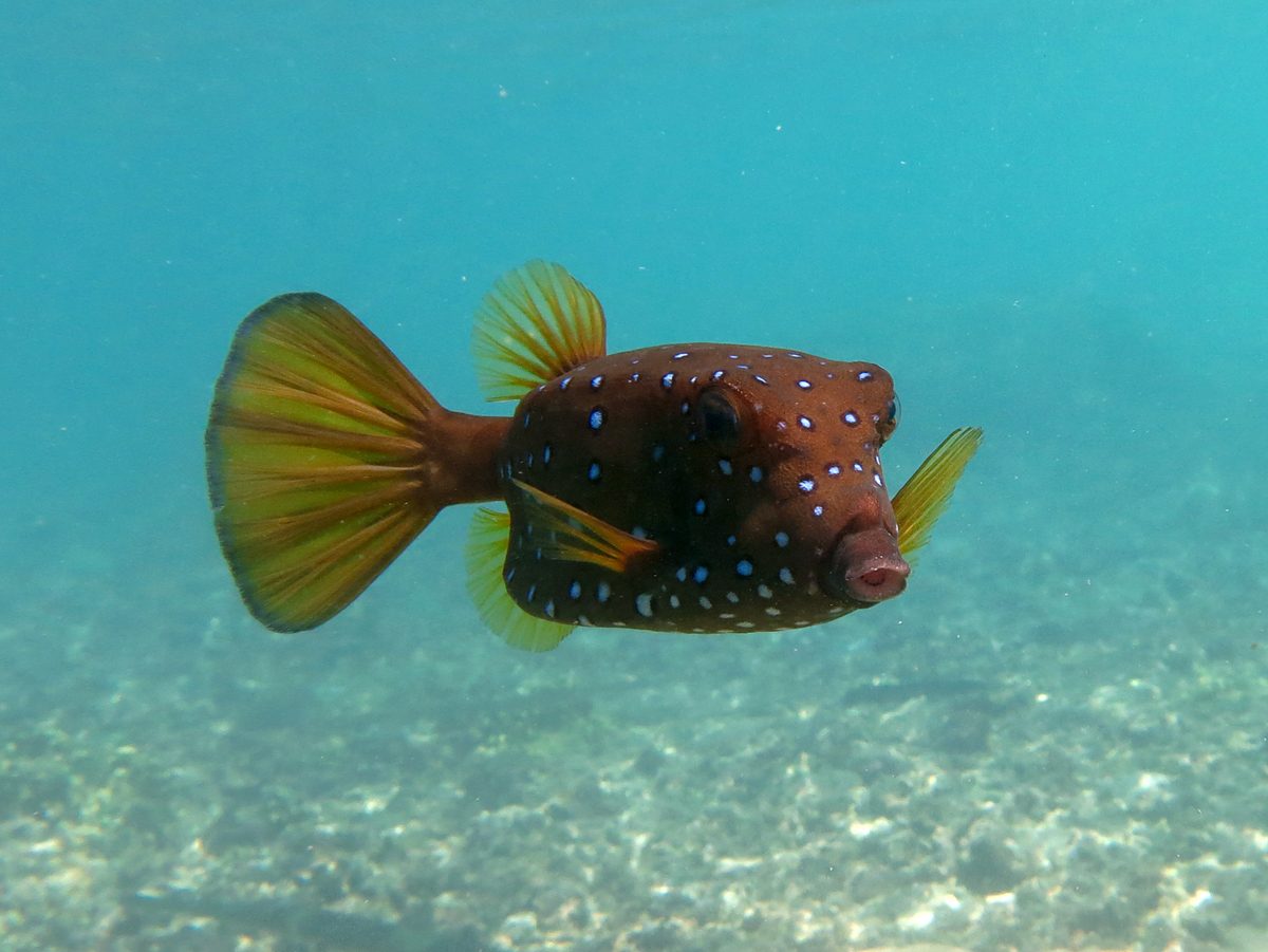 Spotted Trunkfish