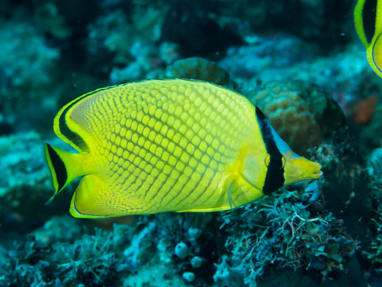 Latticed Butterflyfish