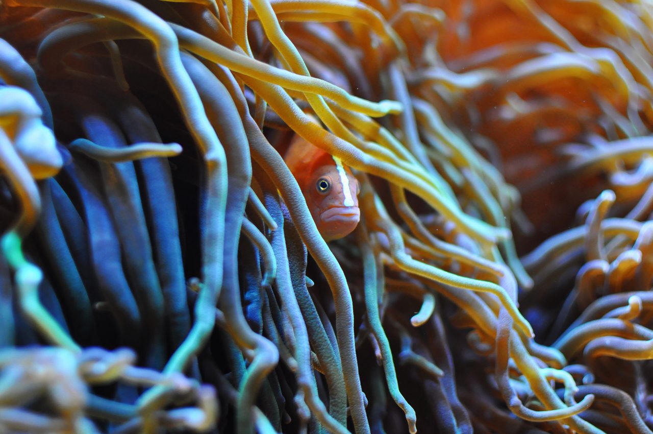 Orange Skunk Clownfish