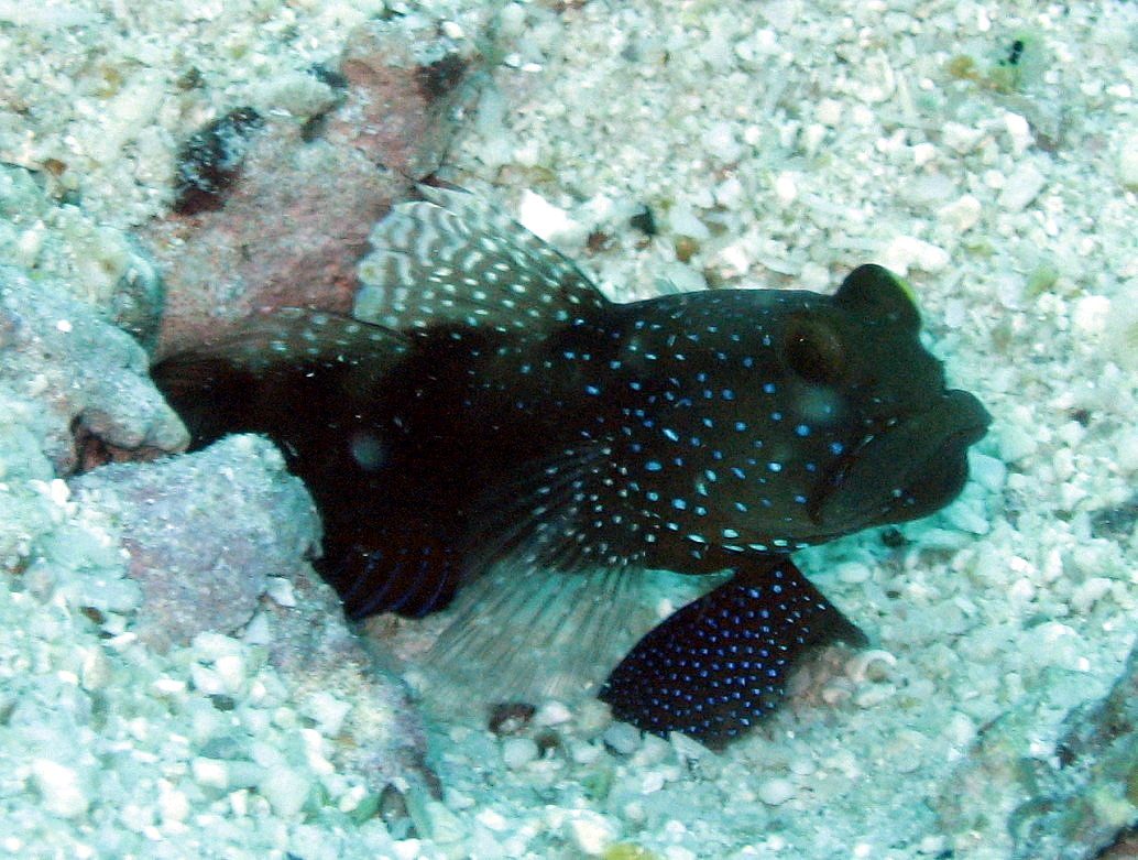 Y-Bar Watchman Goby
