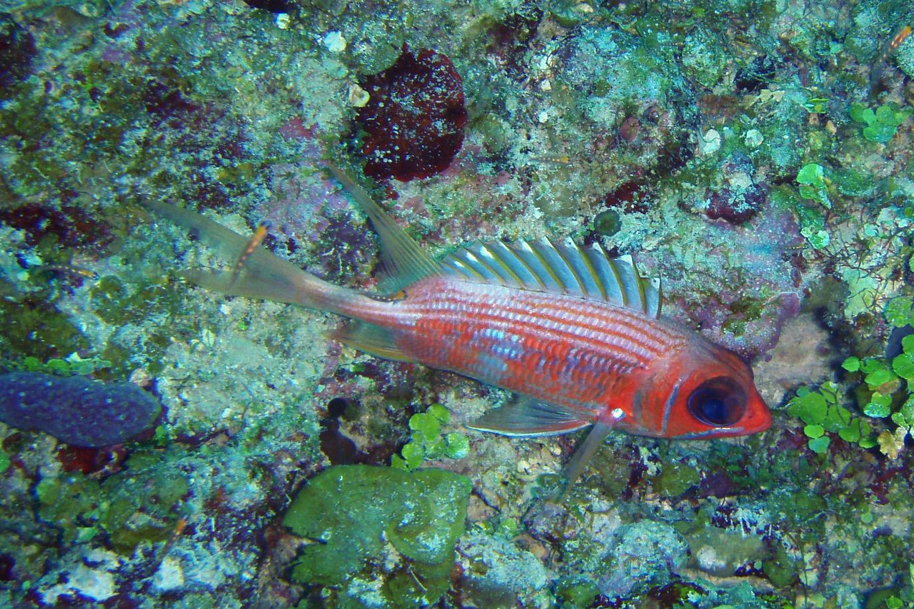 Blackspotted Squirrelfish