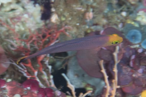Red Sea Dottyback