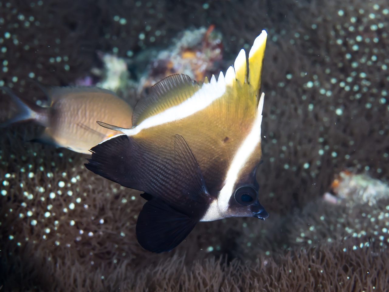 Horned Bannerfish