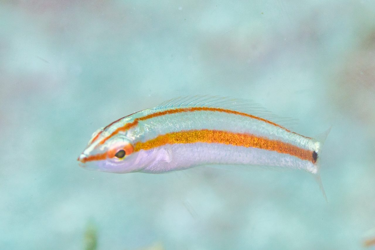 Hartzfeld's Wrasse
