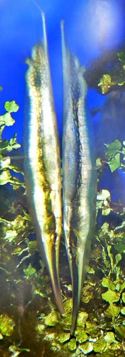 Striped Shrimpfish EXPERT ONLY