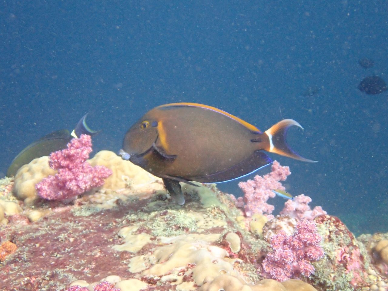 Black-Spot Surgeonfish