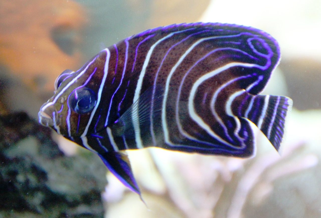 Old Woman Angelfish