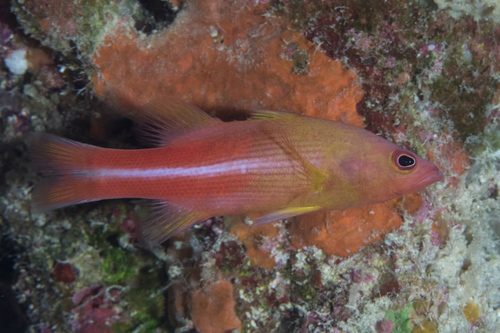 Many-Lined Basslet