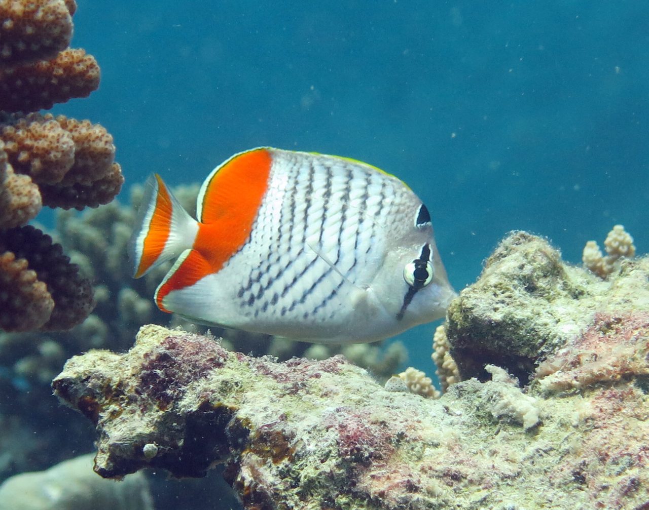 Madagascar Butterflyfish
