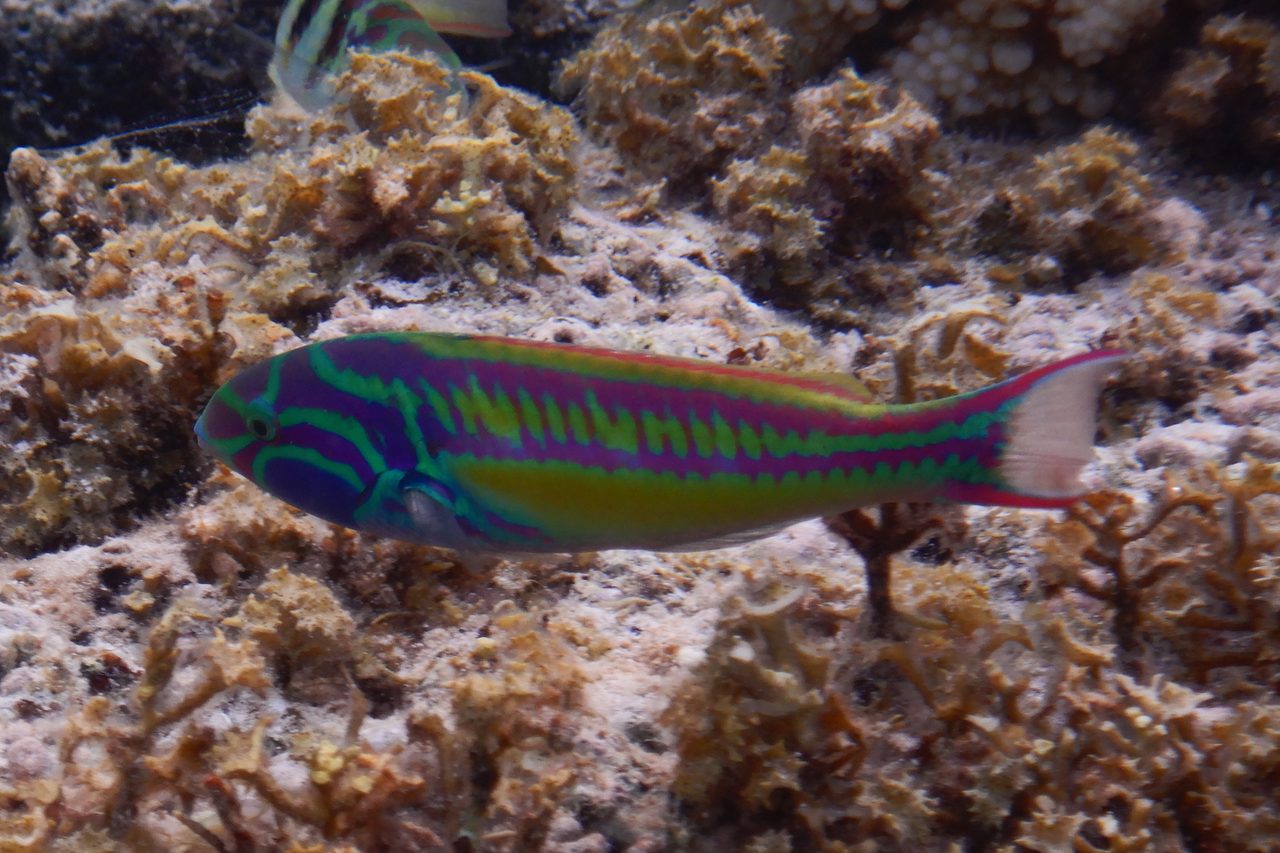 Pinkface Wrasse
