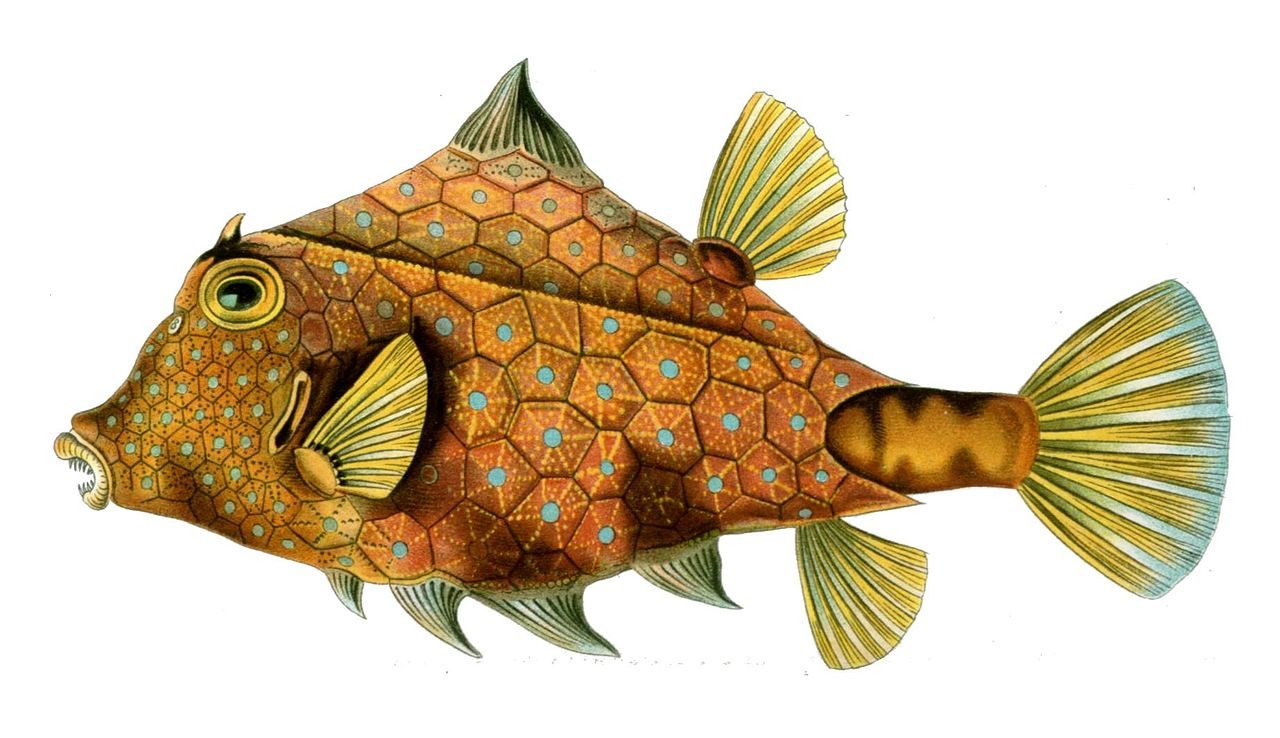 Helmet Cowfish EXPERT ONLY