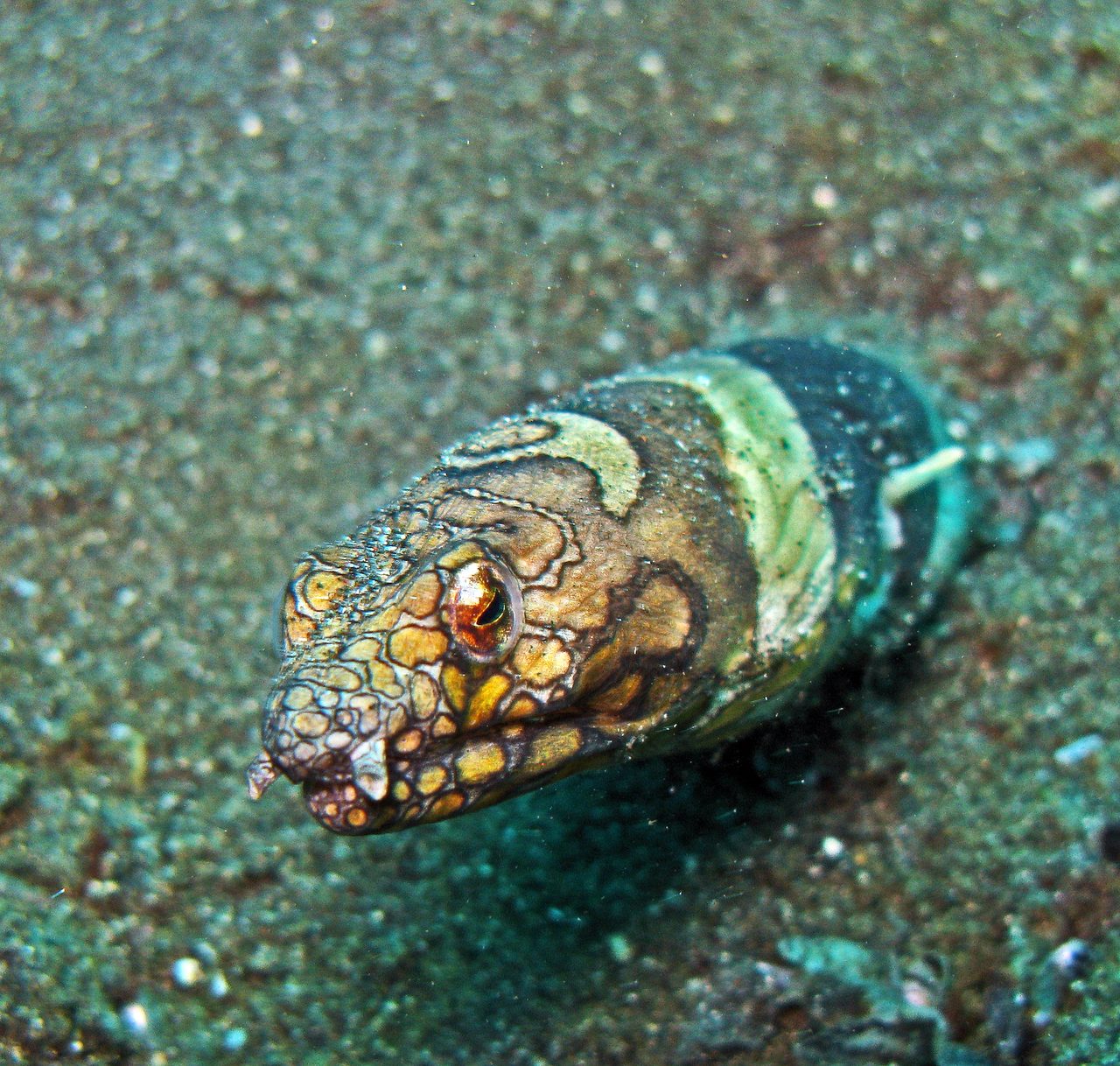 Pointed-Tail Snake Eel