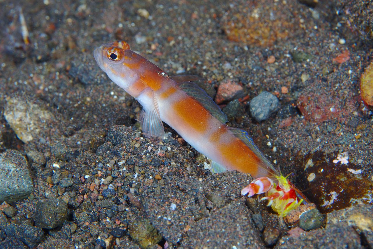 Blue-spotted Prawn Goby