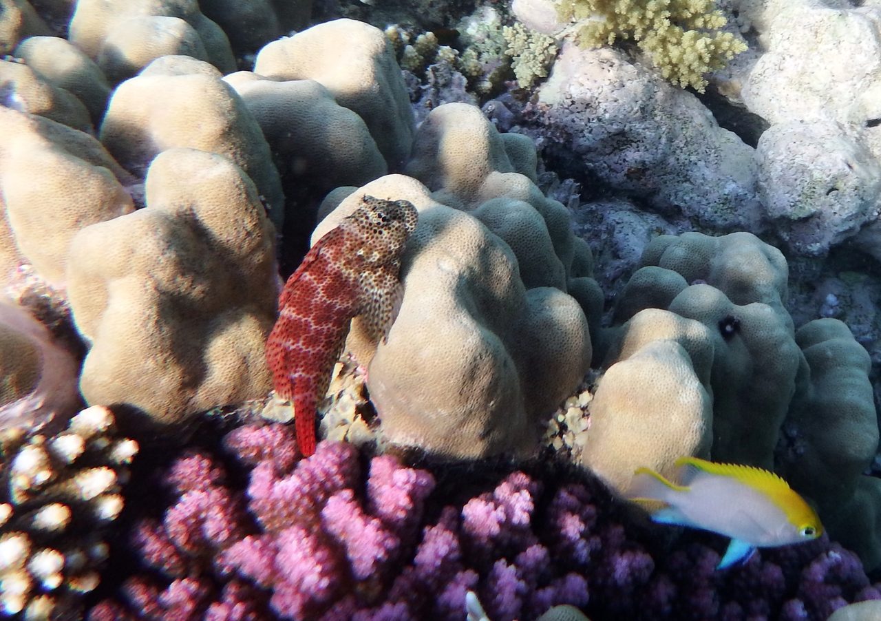 Leopard Blenny