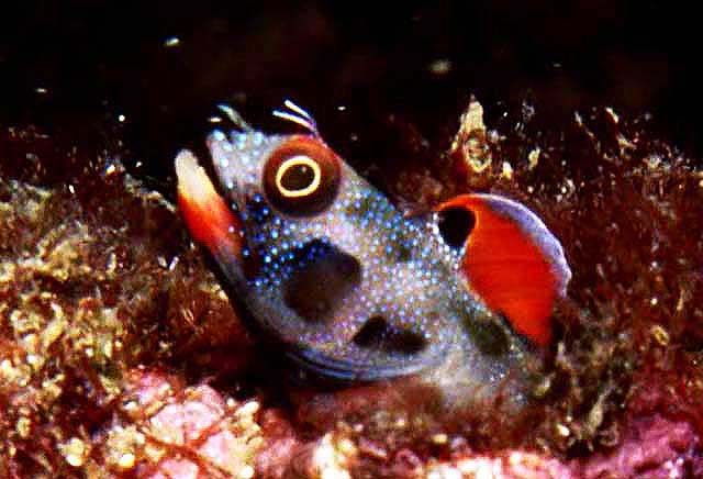 Mexican Barnacle Blenny