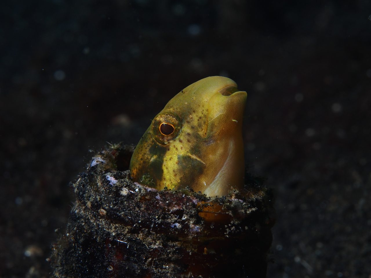 Deceiver Fangblenny