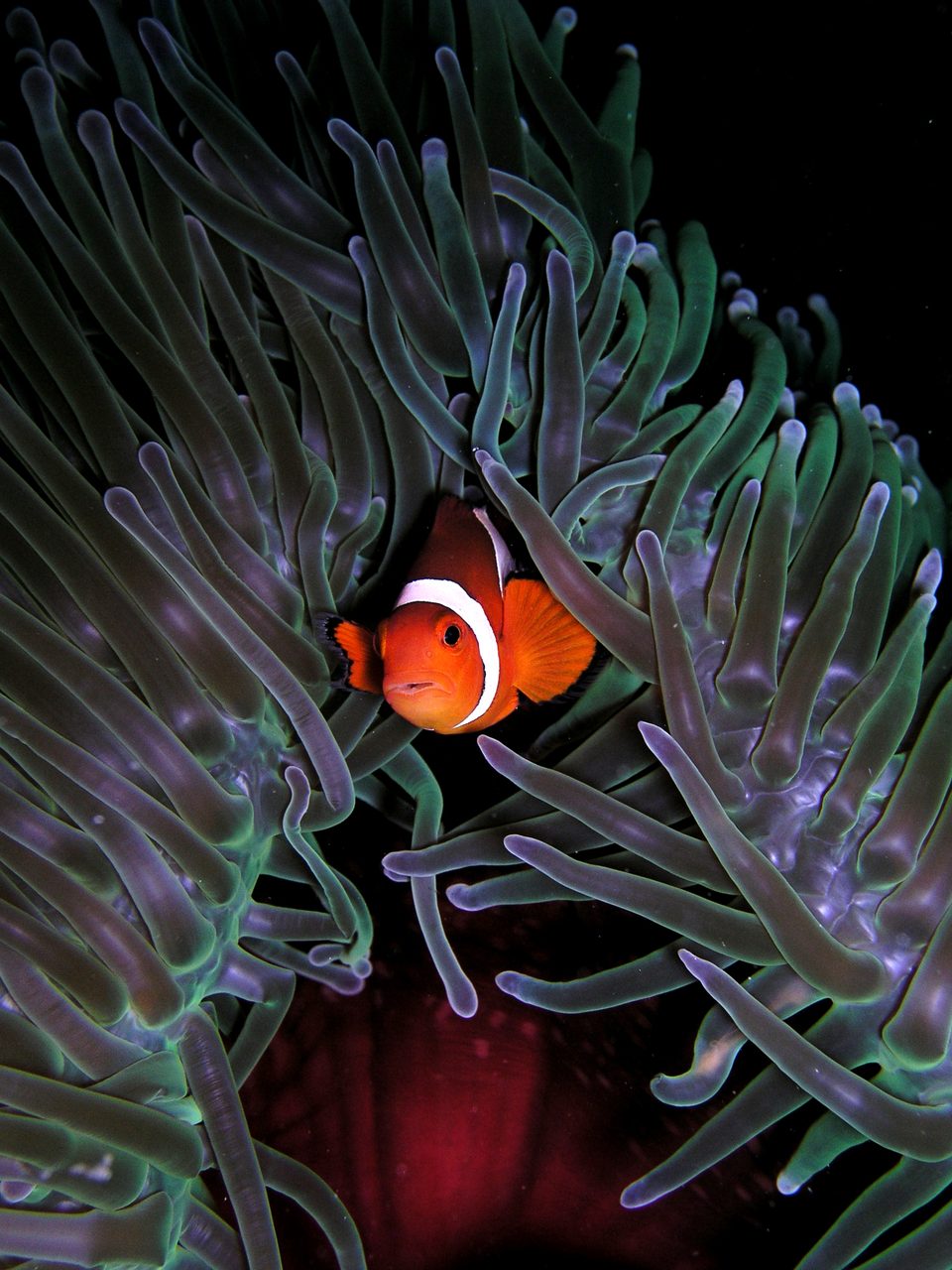 Platinum Clownfish