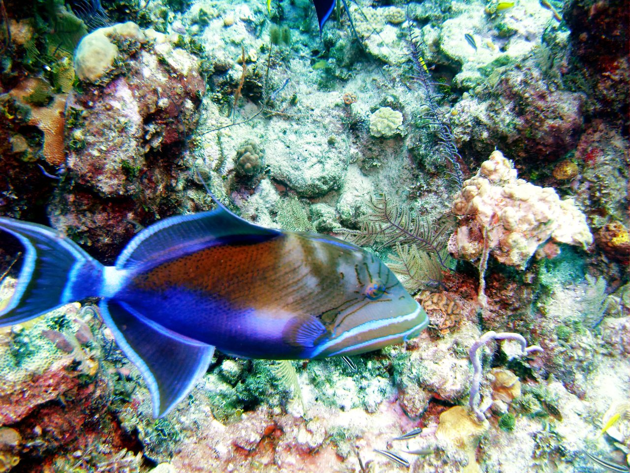 Queen Triggerfish