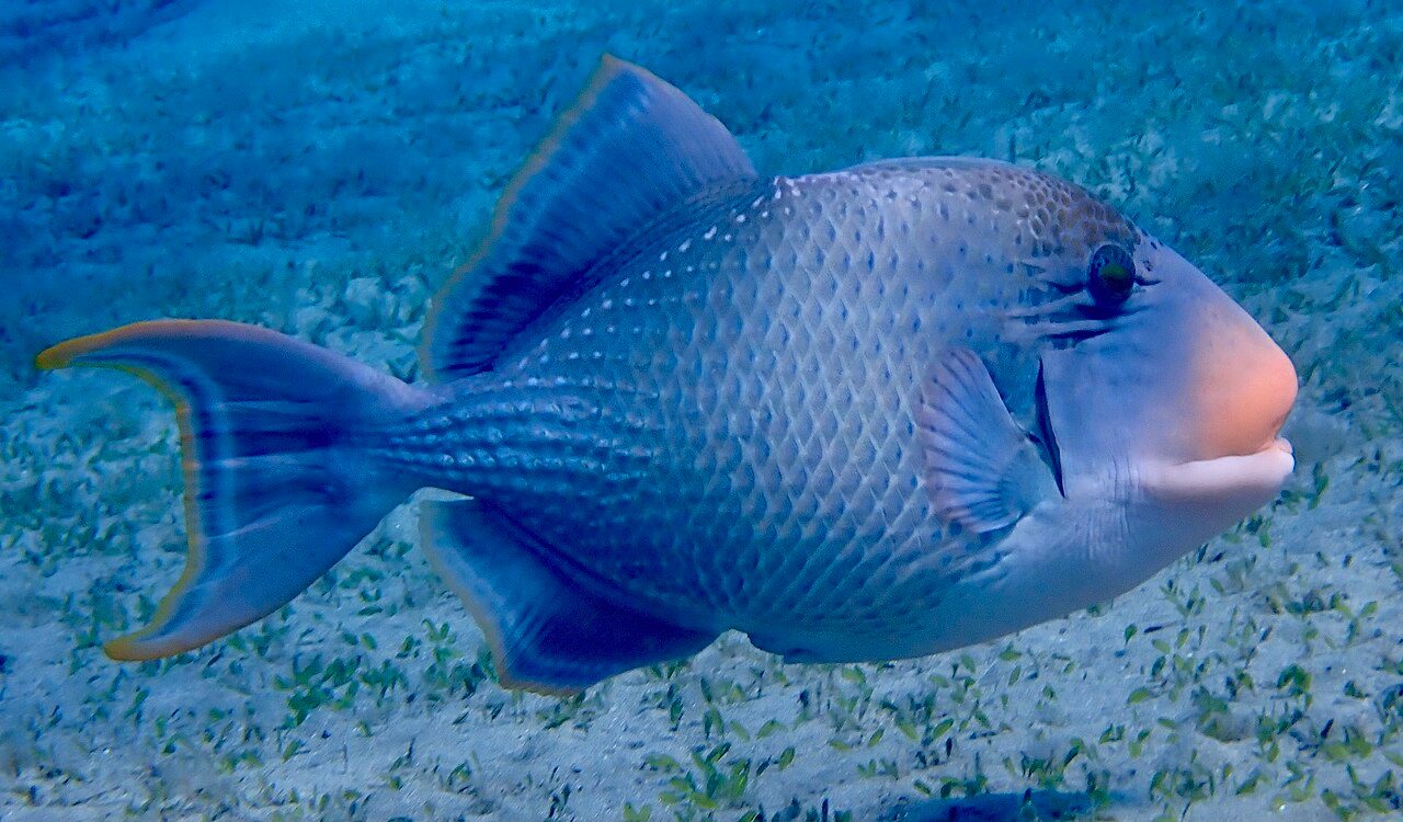 Yellowmargin Triggerfish