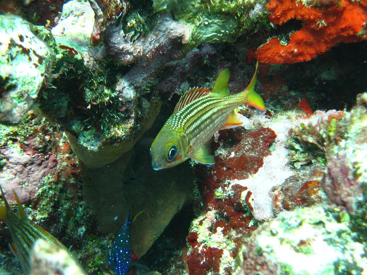 Scarlet Soldierfish