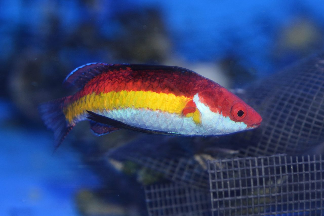 Naoko's Fairy Wrasse