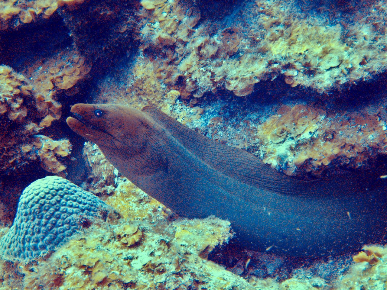 Green Moray