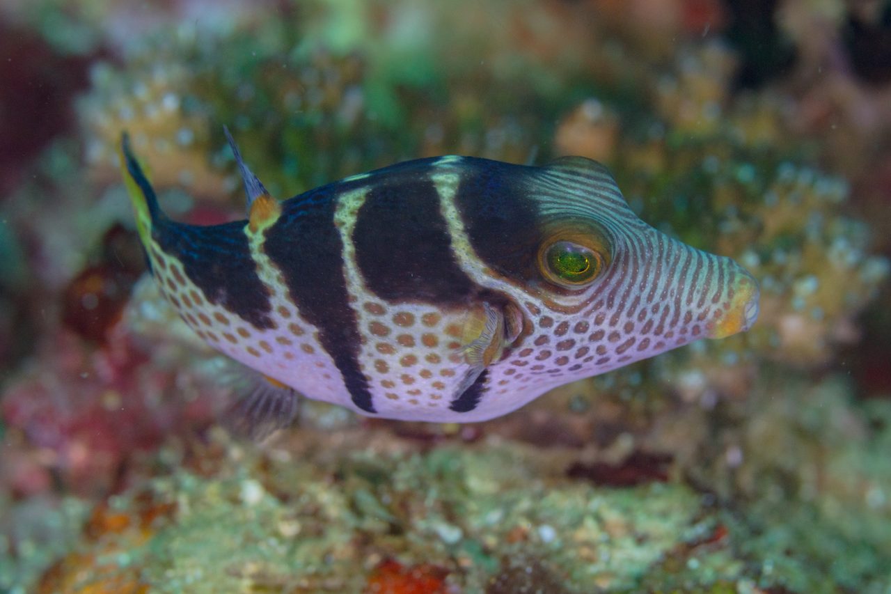 Valentini Puffer