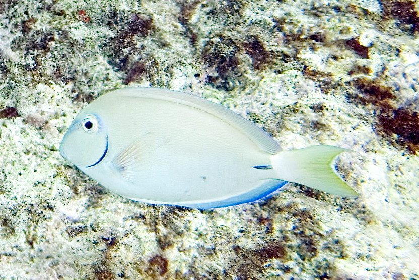 Ocean Surgeonfish