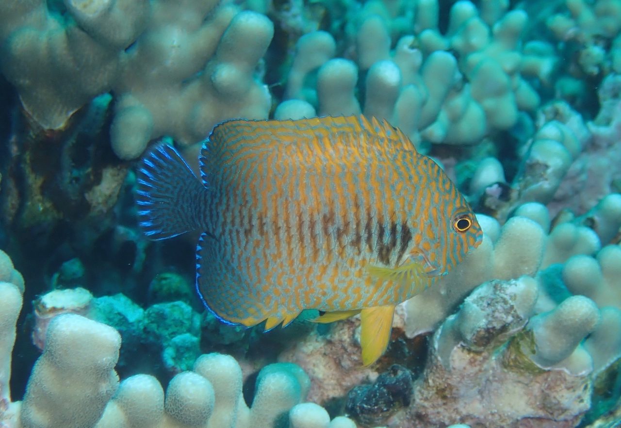 Potter's Angelfish