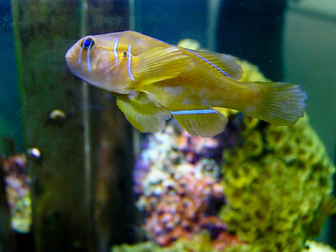 Citron Clown Goby