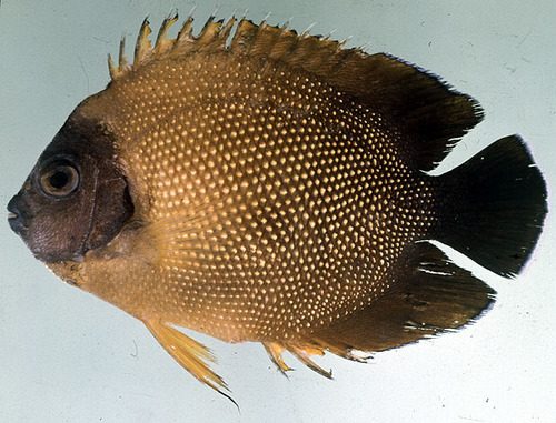 Reunion Angelfish