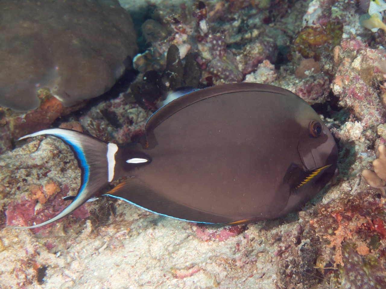 Palelipped Surgeonfish