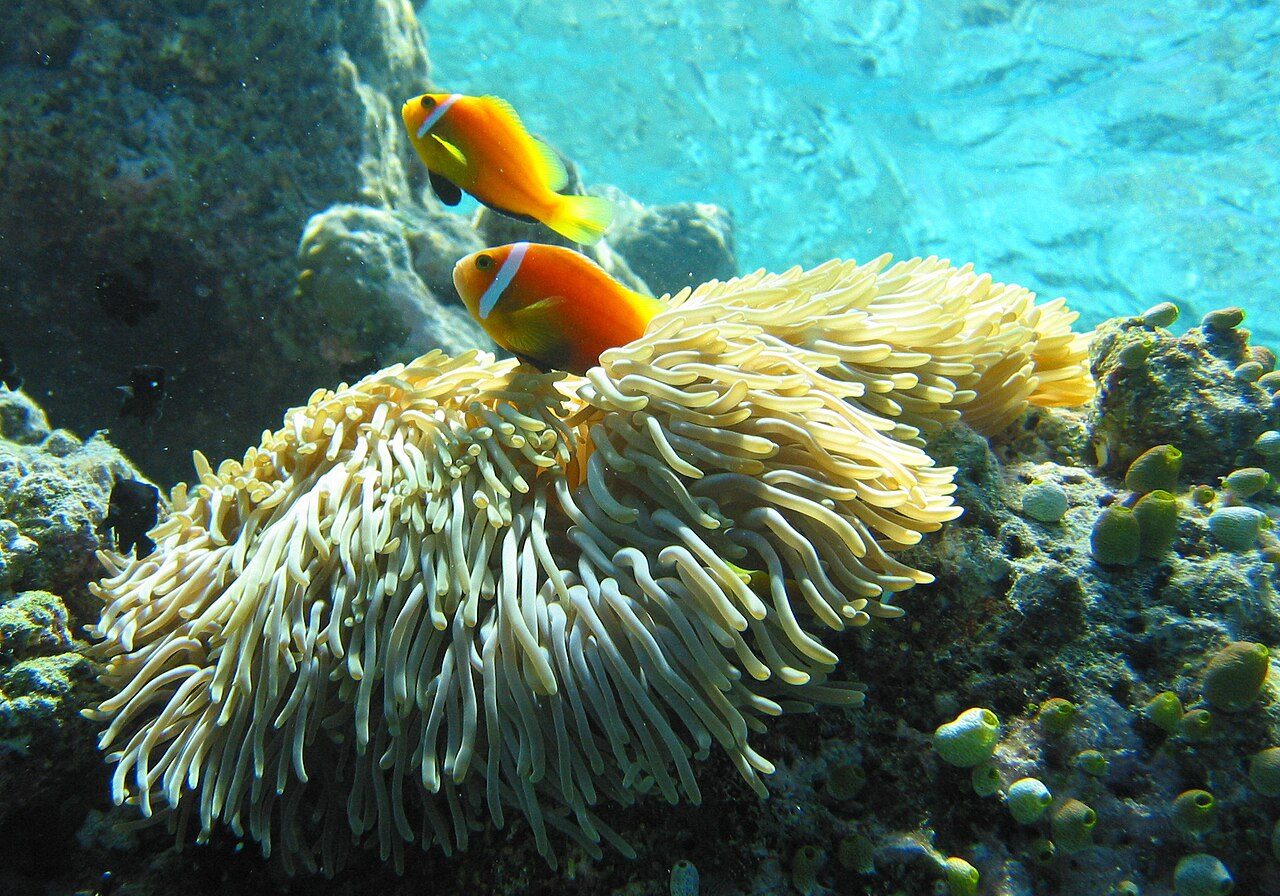 Blackfoot Clownfish