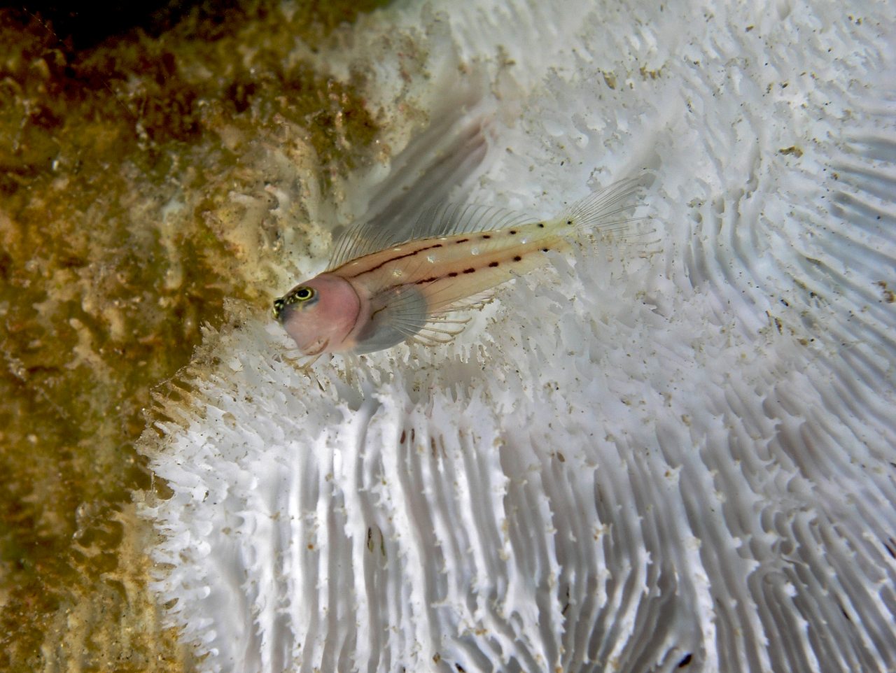 Pictus Blenny