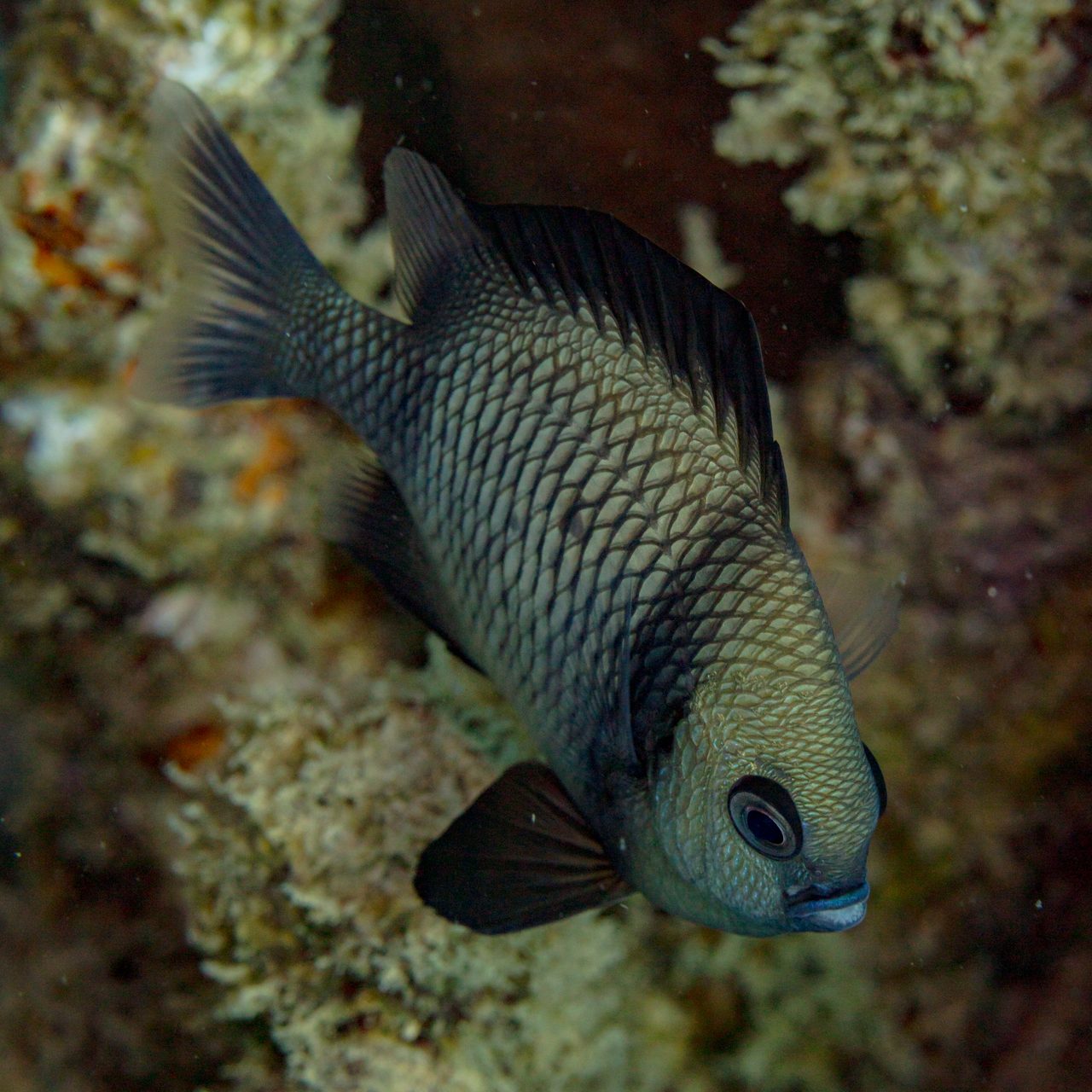 Two Stripe Damselfish