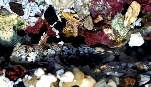 Ladd's Dragonet