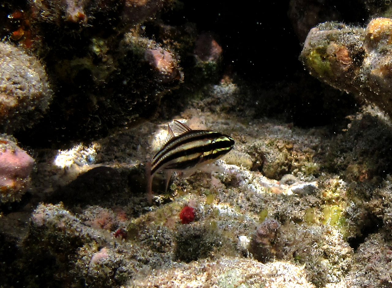 Narrow-Striped Cardinalfish