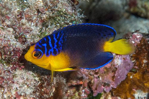 Nahacky's Angelfish