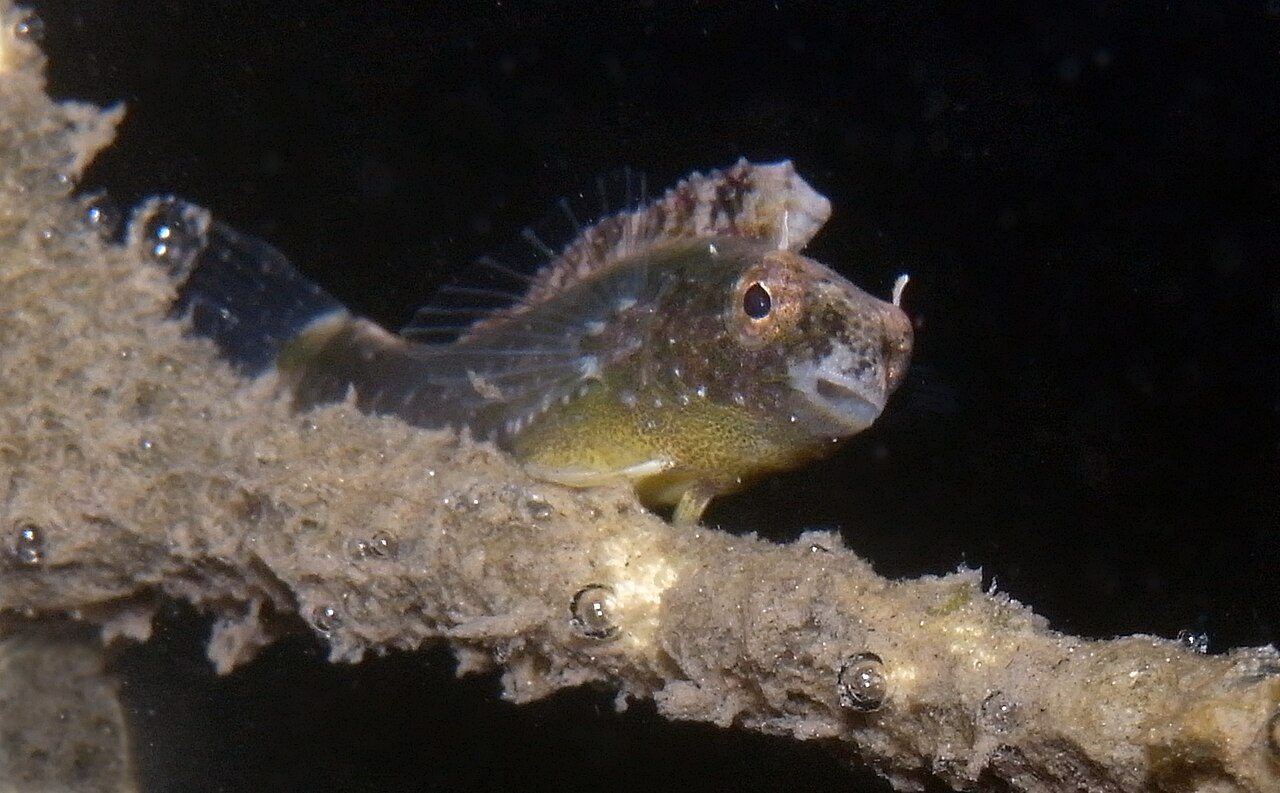 Brown Sabretooth Blenny