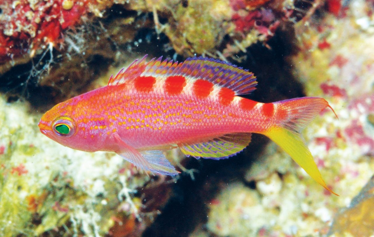 Yellow-Spotted Anthias